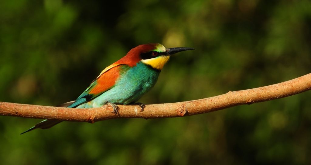 Żołna zwyczajna, żołna, żołna pospolita, żołna pszczołojad (Merops apiaster)