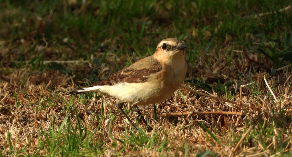Białorzytka zwyczajna, białorzytka (Oenanthe oenanthe)