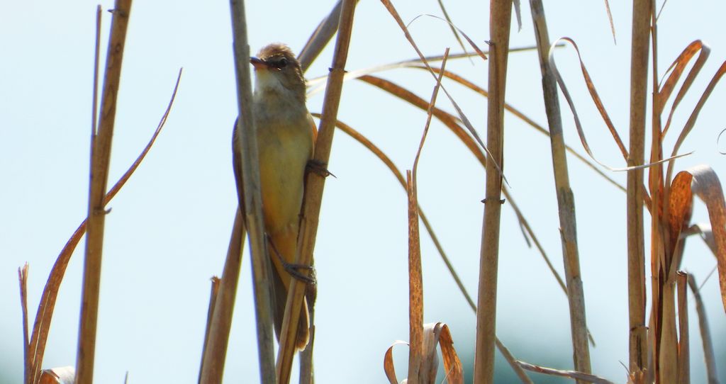 Trzciniak zwyczajny, trzciniak, trzciniak drozdówka (Acrocephalus arundinaceus)