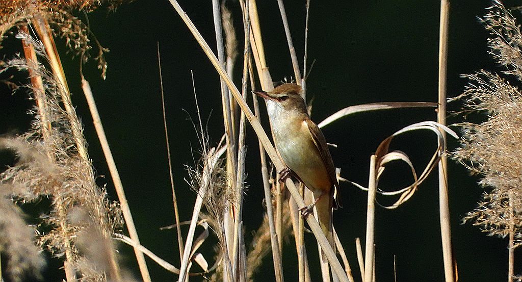 Trzciniak zwyczajny, trzciniak, trzciniak drozdówka (Acrocephalus arundinaceus)