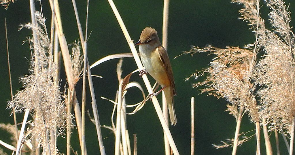 Trzciniak zwyczajny, trzciniak, trzciniak drozdówka (Acrocephalus arundinaceus)