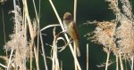 Trzciniak zwyczajny, trzciniak, trzciniak drozdówka (Acrocephalus arundinaceus)