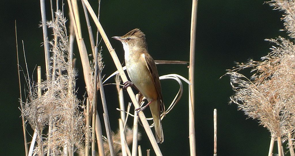 Trzciniak zwyczajny, trzciniak, trzciniak drozdówka (Acrocephalus arundinaceus)