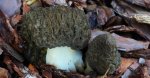 Smardz jadalny, smardz zwyczajny (Morchella esculenta)