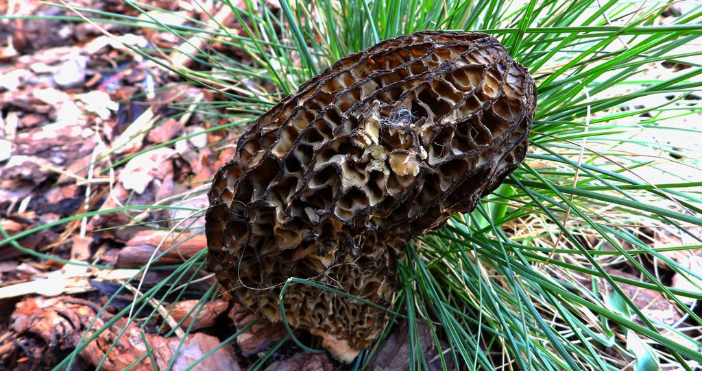 Smardz jadalny, smardz zwyczajny (Morchella esculenta)