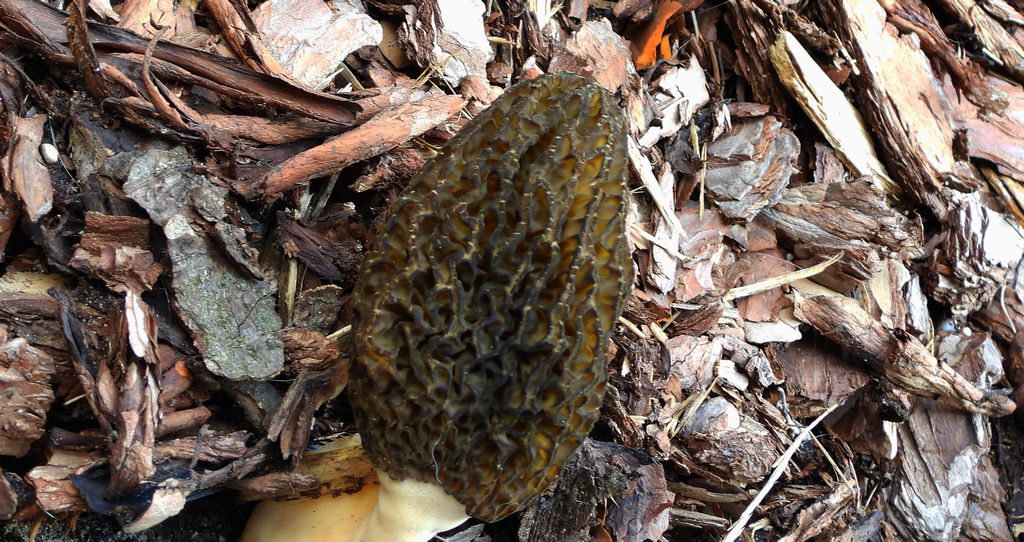 Smardz jadalny, smardz zwyczajny (Morchella esculenta)