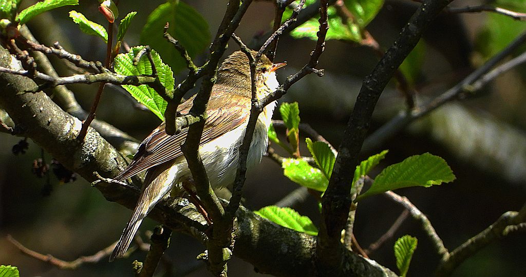 Pierwiosnek, pierwiosnek zwyczajny (Phylloscopus collybita)