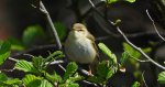 Pierwiosnek, pierwiosnek zwyczajny (Phylloscopus collybita)