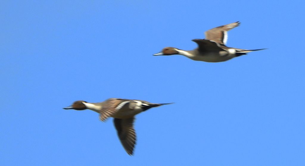 Rożeniec zwyczajny, rożeniec (Anas acuta)