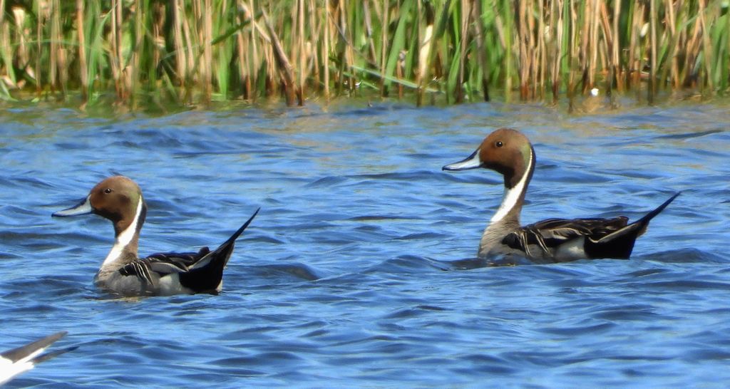 Rożeniec zwyczajny, rożeniec (Anas acuta)