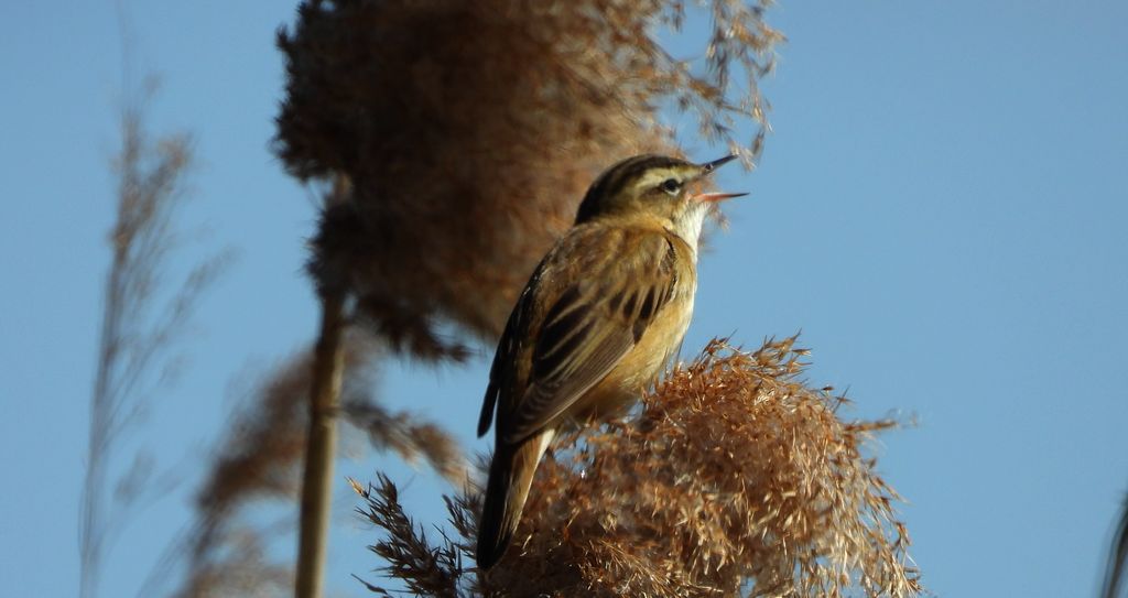 Rokitniczka (Acrocephalus schoenobaenus)