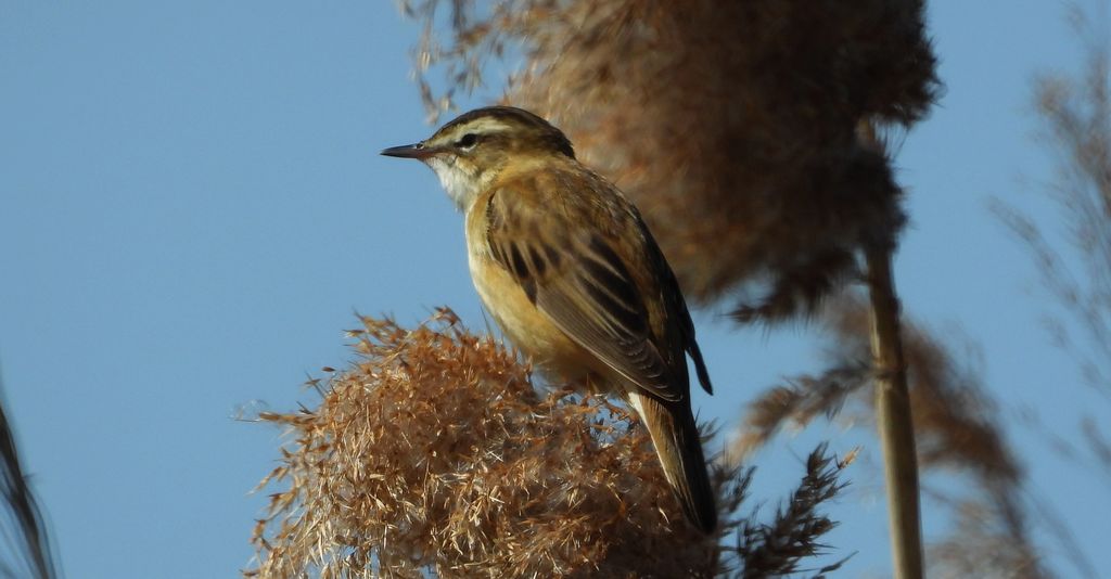 Rokitniczka (Acrocephalus schoenobaenus)