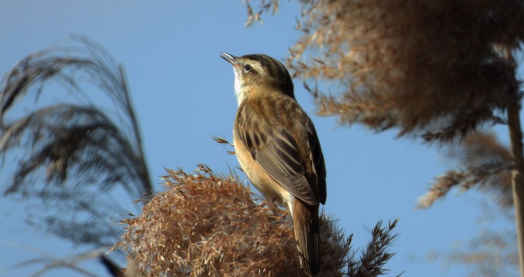 Rokitniczka (Acrocephalus schoenobaenus)