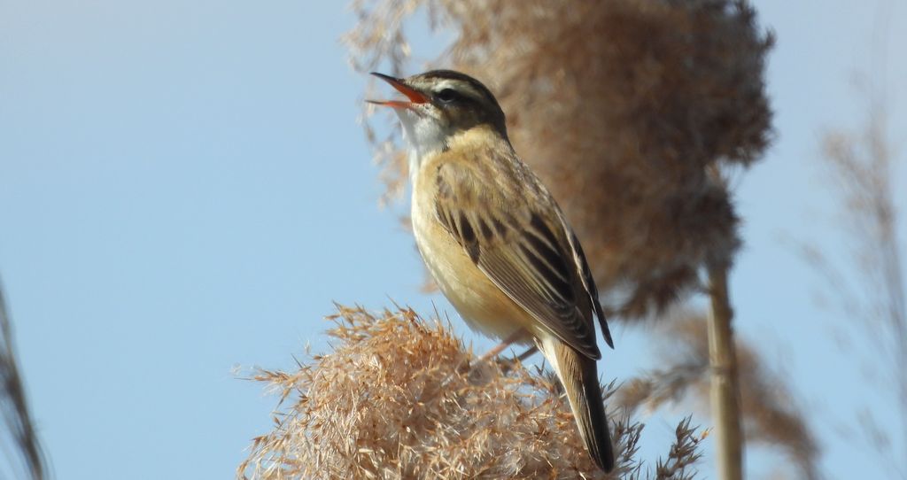 Rokitniczka (Acrocephalus schoenobaenus)