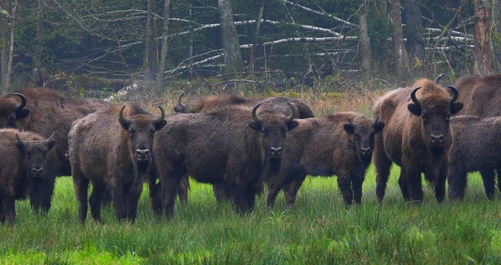 Żubr europejski, żubr (Bos bonasus)