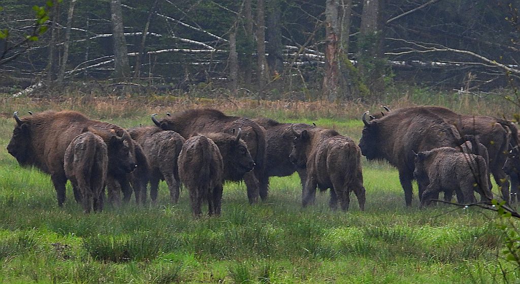 Żubr europejski, żubr (Bos bonasus)
