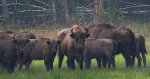 Żubr europejski, żubr (Bos bonasus)