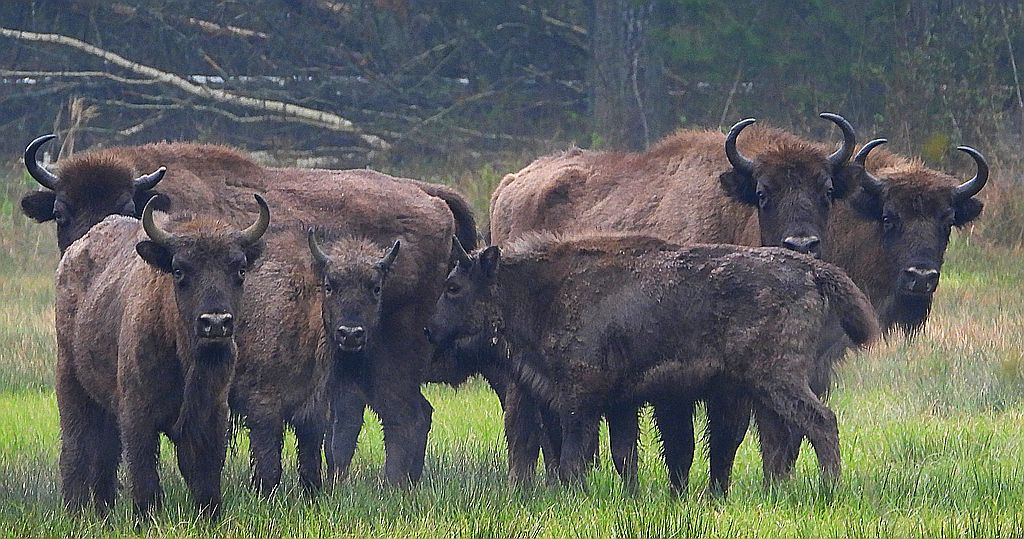 Żubr europejski, żubr (Bos bonasus)