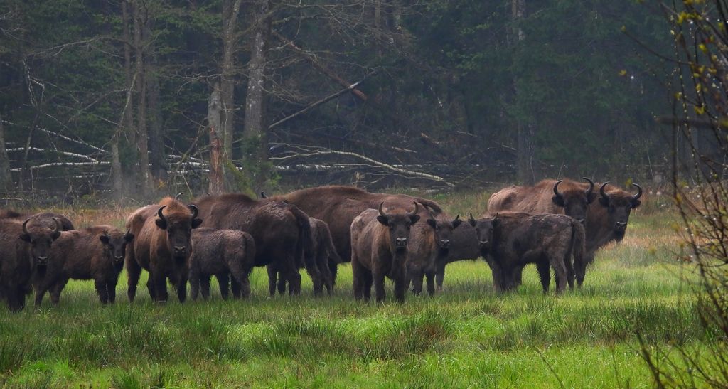 Żubr europejski, żubr (Bos bonasus)