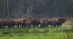 Żubr europejski, żubr (Bos bonasus)