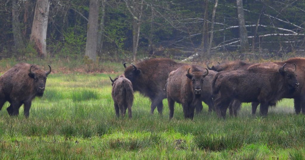 Żubr europejski, żubr (Bos bonasus)