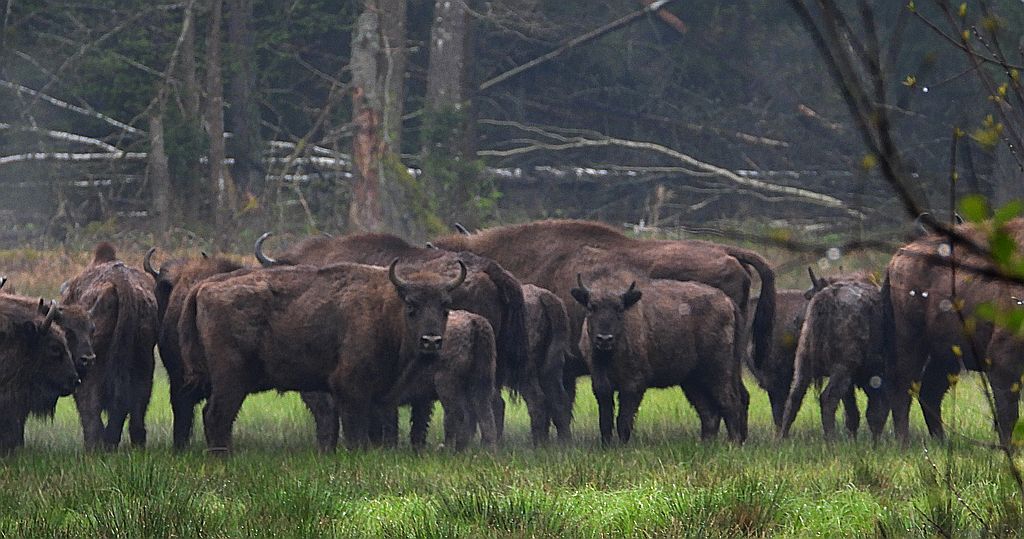 Żubr europejski, żubr (Bos bonasus)