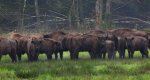 Żubr europejski, żubr (Bos bonasus)