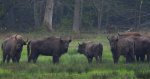 Żubr europejski, żubr (Bos bonasus)