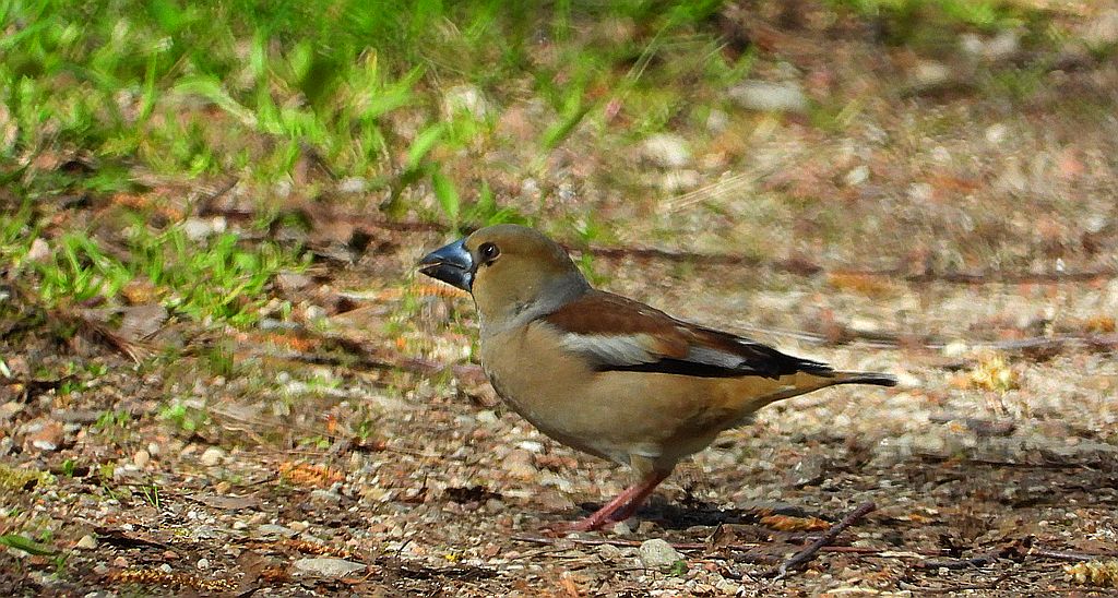Grubodziób zwyczajny, grubodziób, pestkojad, grabołusk (Coccothraustes coccothraustes)