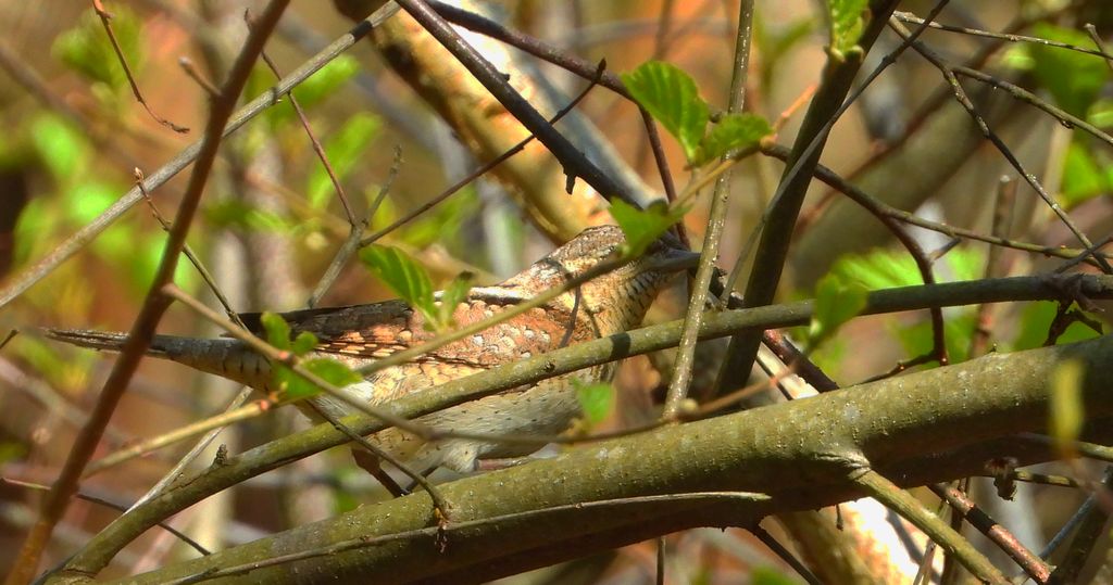 Krętogłów zwyczajny, krętogłów (Jynx torquilla)