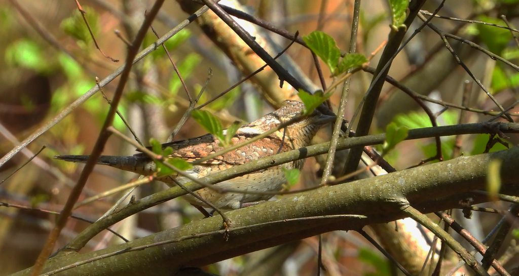 Krętogłów zwyczajny, krętogłów (Jynx torquilla)