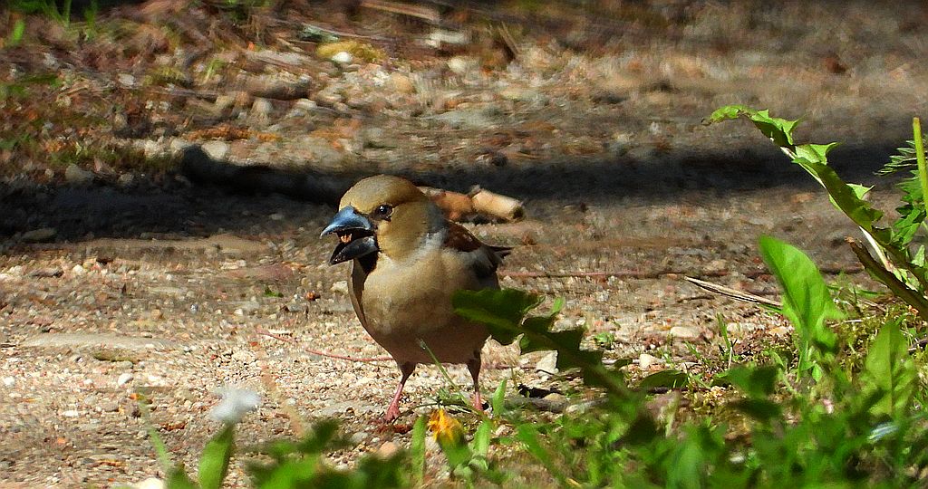 Grubodziób zwyczajny, grubodziób, pestkojad, grabołusk (Coccothraustes coccothraustes)