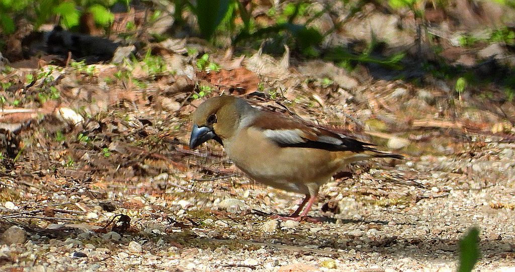Grubodziób zwyczajny, grubodziób, pestkojad, grabołusk (Coccothraustes coccothraustes)