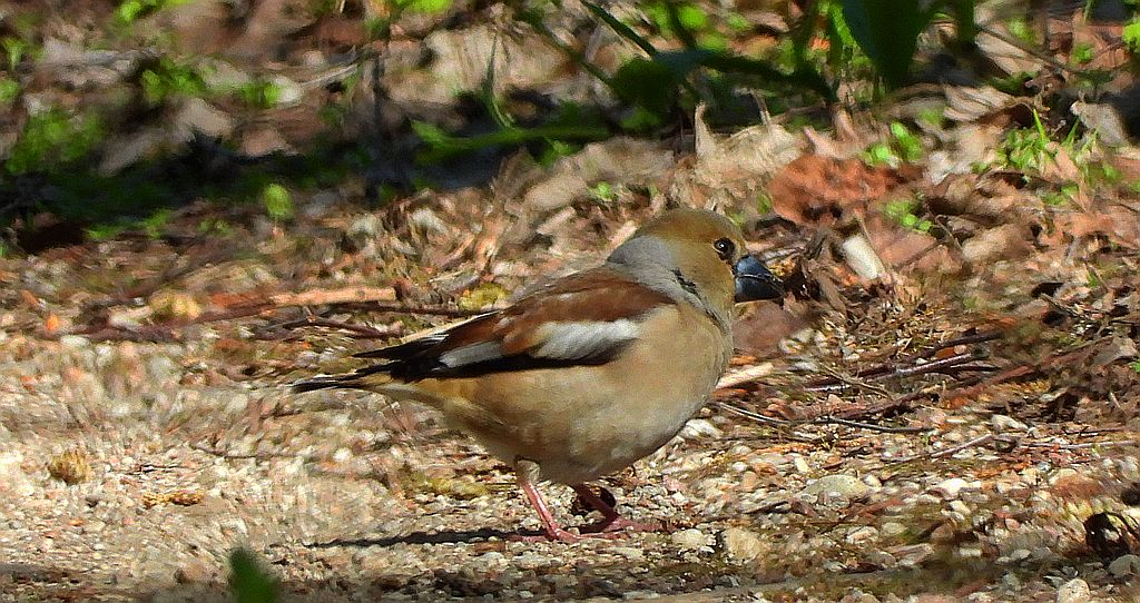 Grubodziób zwyczajny, grubodziób, pestkojad, grabołusk (Coccothraustes coccothraustes)