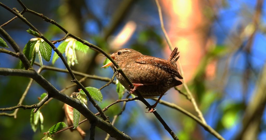 Strzyżyk zwyczajny, strzyżyk, strzyżyk woleoczko, wole oczko (Troglodytes troglodytes)