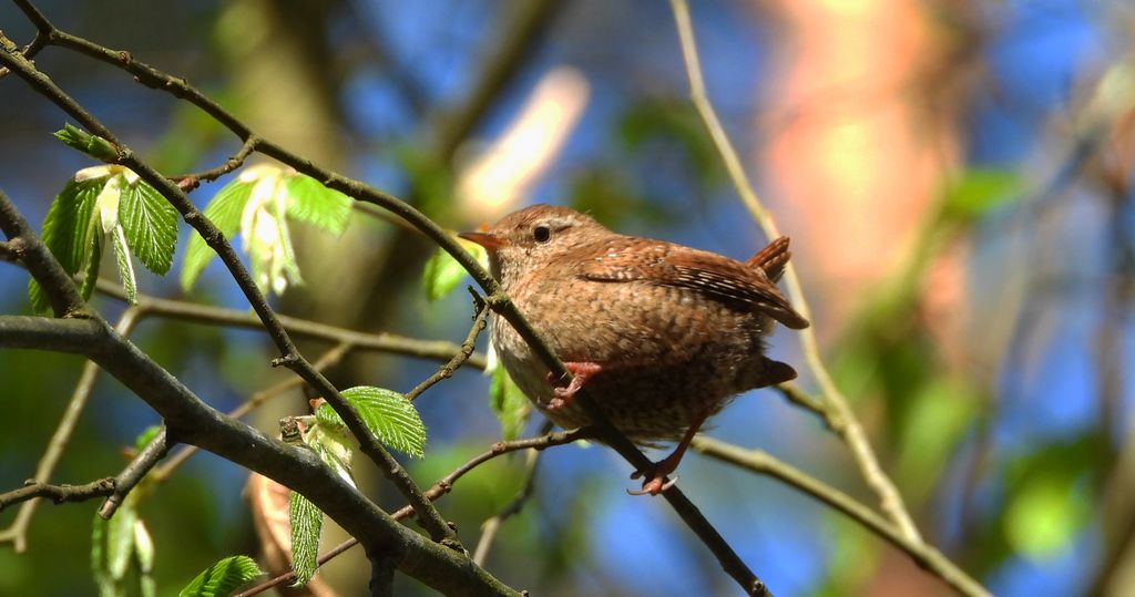 Strzyżyk zwyczajny, strzyżyk, strzyżyk woleoczko, wole oczko (Troglodytes troglodytes)