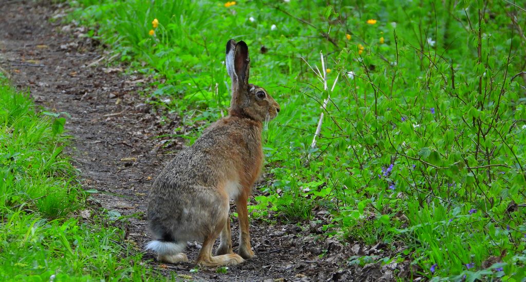 Zając szarak, szarak (Lepus europaeus)