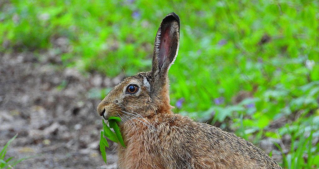 Zając szarak, szarak (Lepus europaeus)