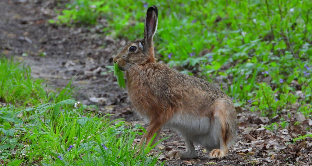 Zając szarak, szarak (Lepus europaeus)