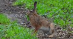 Zając szarak, szarak (Lepus europaeus)