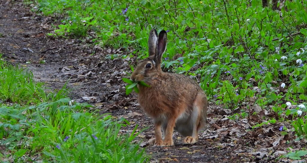 Zając szarak, szarak (Lepus europaeus)