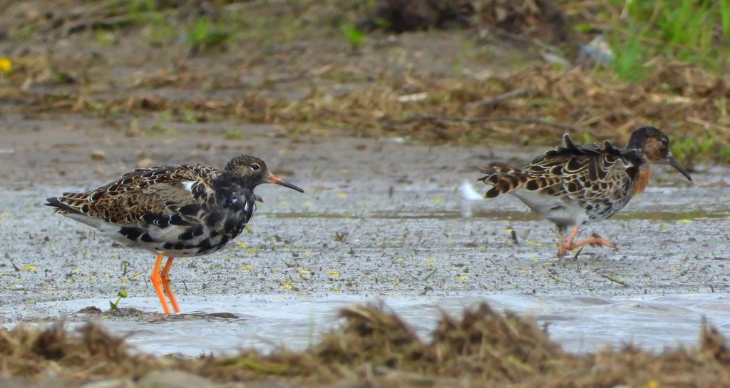 Batalion, bojownik batalion, bojownik zmienny, biegus bojownik, bojownik odmienny (Calidris pugnax)