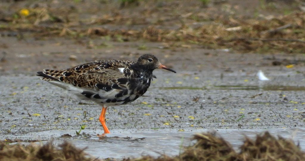 Batalion, bojownik batalion, bojownik zmienny, biegus bojownik, bojownik odmienny (Calidris pugnax)