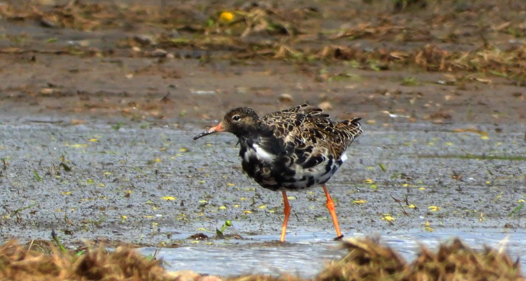 Batalion, bojownik batalion, bojownik zmienny, biegus bojownik, bojownik odmienny (Calidris pugnax)