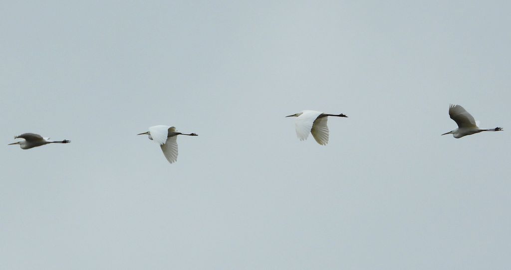 Czapla biała (Ardea alba)