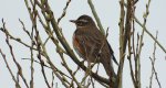 Droździk, drozd rdzawoboczny (Turdus iliacus)