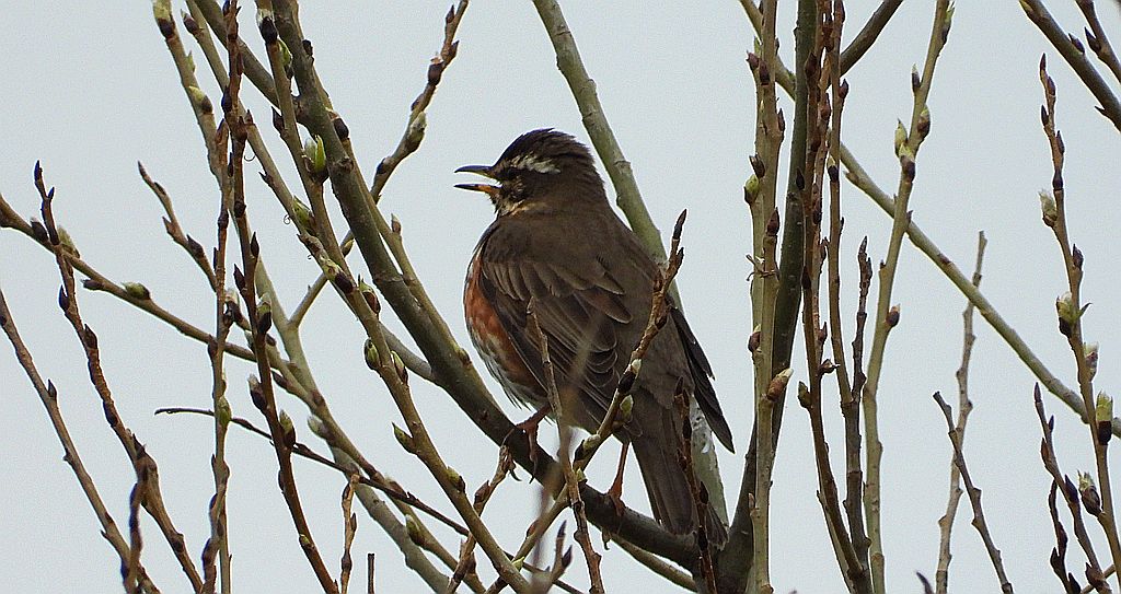 Droździk, drozd rdzawoboczny (Turdus iliacus)