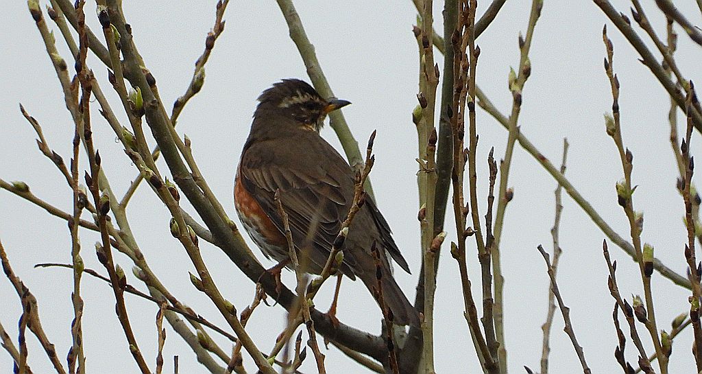 Droździk, drozd rdzawoboczny (Turdus iliacus)
