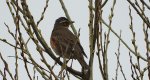 Droździk, drozd rdzawoboczny (Turdus iliacus)