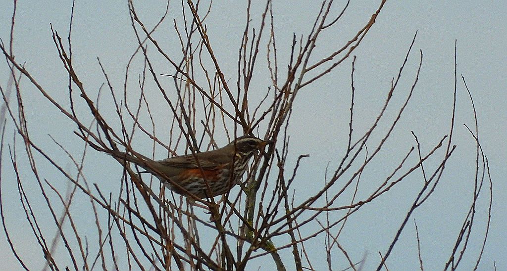 Droździk, drozd rdzawoboczny (Turdus iliacus)